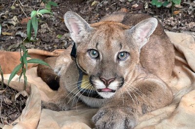 Onça recebeu uma coleira de monitoramento e foi devolvida ao habitat natural -  (crédito: IEF / Divulgação)
