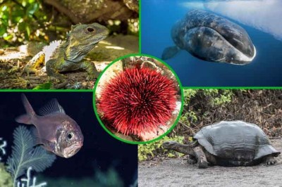 Existem animais que não vivem mais do que 24 horas. Mas também há espécies que sobrevivem milhares de anos.E  temos ainda o caso de um animal que é considerado praticamente imortal porque retoma sua forma original de tempos em tempos.  Veja quais são os 10 animais que vivem mais tempo! -  (crédito: Flickr Ron Wolf, Flickr Fred Roe,Divulgação, NOAA Office of Ocean Exploration,)