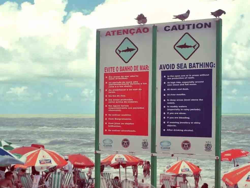 Mas os ataques de tubarão não são eventos tão distantes como alguns podem pensar. No Brasil, Recife é uma região que tem sido frequentemente associada a esses incidentes devido a alguns fatores específicos.- Flickr /Lucíola Correia/CreativeCommons