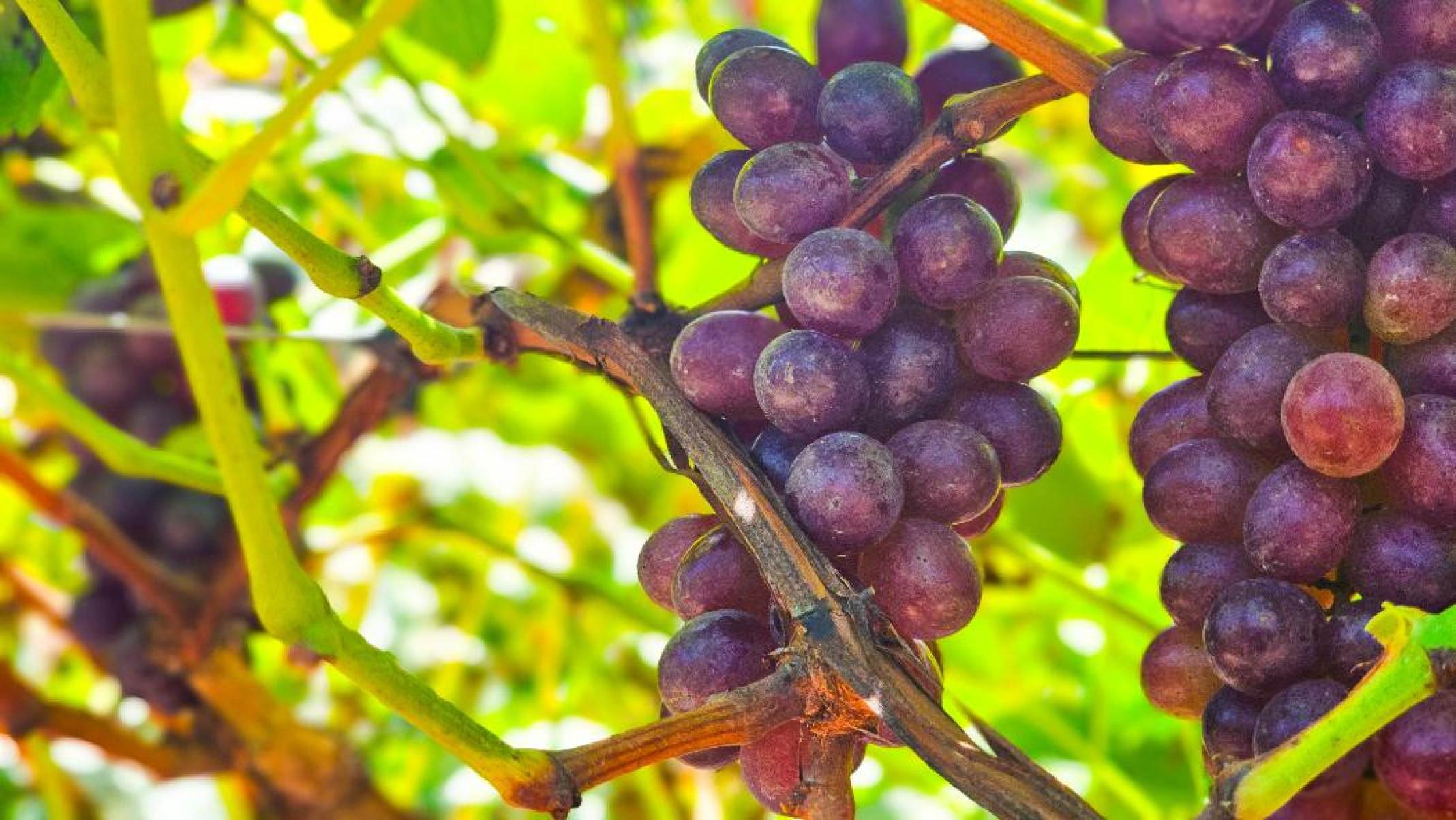 Produção de vinhos vem se destacando em Grão Mogol nos último anos