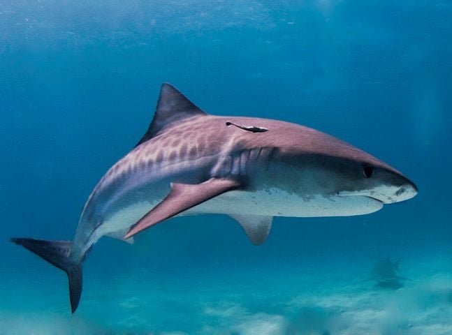 Mordidas não provocadas são definidas como incidentes em que o tubarão ataca um humano em seu habitat natural sem qualquer provocação.-Albert kok for Wikimedia Commons