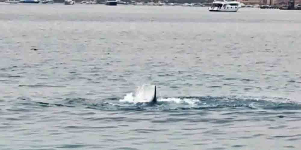 O vídeo nas redes sociais mostra o momento em que o tubarão circula o homem na água. O animal ataca o banhista várias vezes até puxar o russo para o fundo do mar. Logo depois, o vídeo mostra que um barco com salva-vidas chega ao local.- Reprodução Twitter