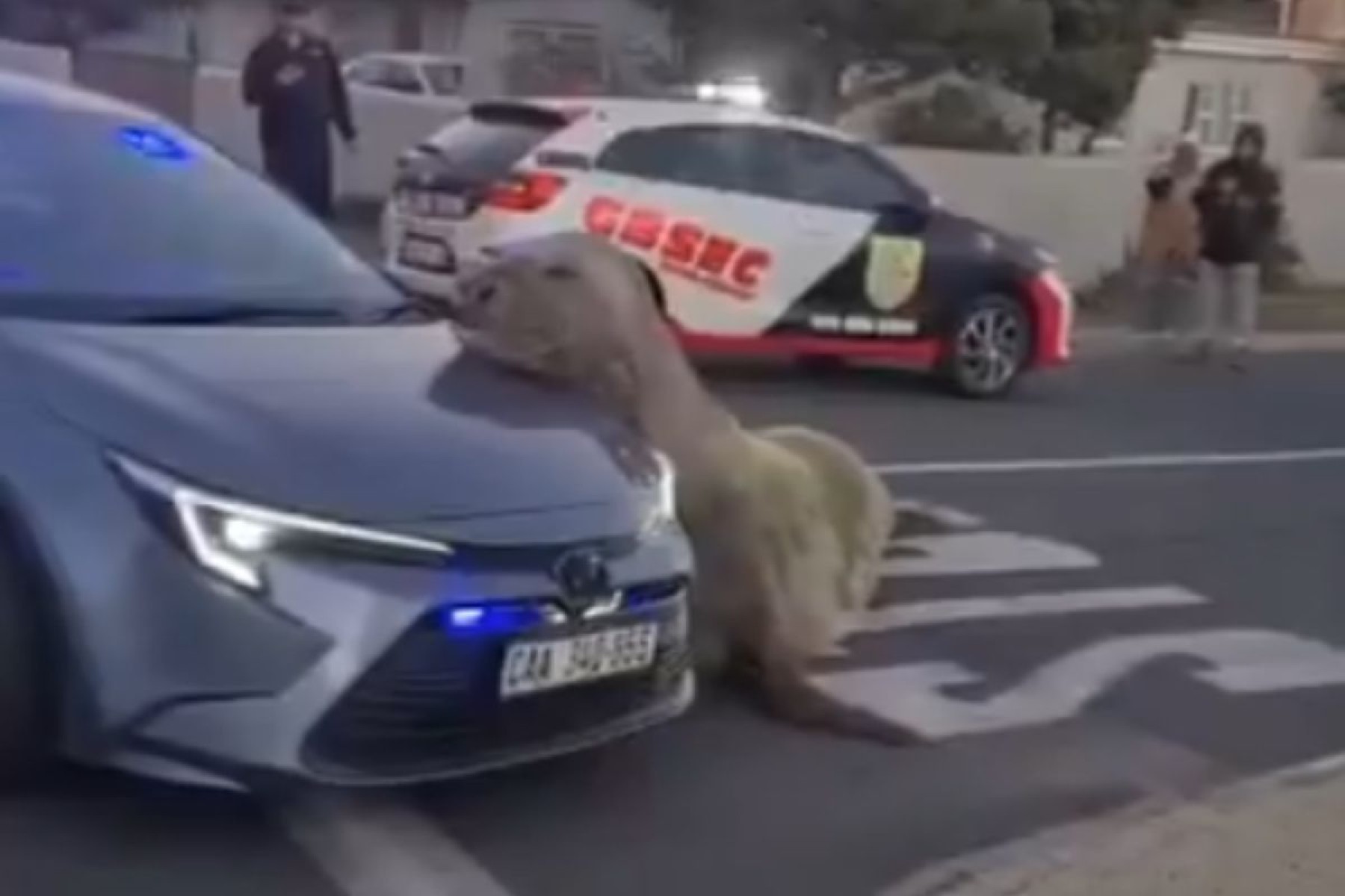 Elefante-marinho gigante invade ruas e tenta subir em carro
