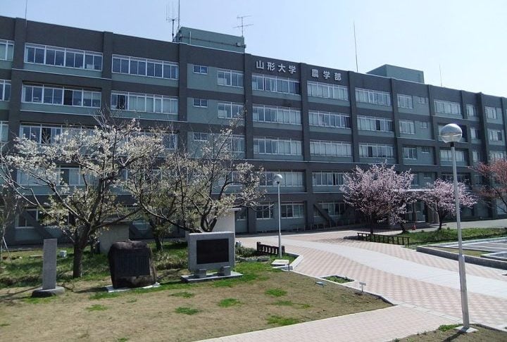Uma equipe liderada pelo professor Masato Sakai (Universidade Yamagata), com apoio de profissionais da IBM, usou IA para analisar imagens aéreas, revelando padrões invisíveis a olho nu.-Wikimedia Commons/Wmaker