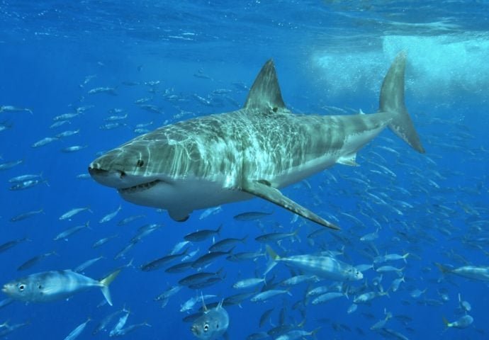 Esses animais são predadores marinhos com uma reputação temida, em função de casos de ataques a seres humanos que tiveram repercussão. -Terry Goss wikimedia commons