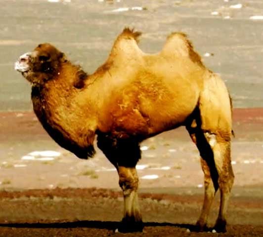 Durante longos períodos sem alimentação, os camelos consomem essa gordura, o que pode reduzir o tamanho das corcovas. Um camelo bem alimentado apresenta corcovas firmes e eretas, enquanto camelos malnutridos podem ter corcovas pequenas e inclinadas.