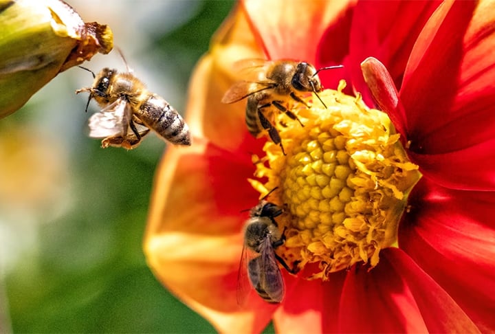 Esse tipo de polinização ocorre quando o inseto leva o pólen de uma flor até outra flor, no processo de reprodução da planta.
