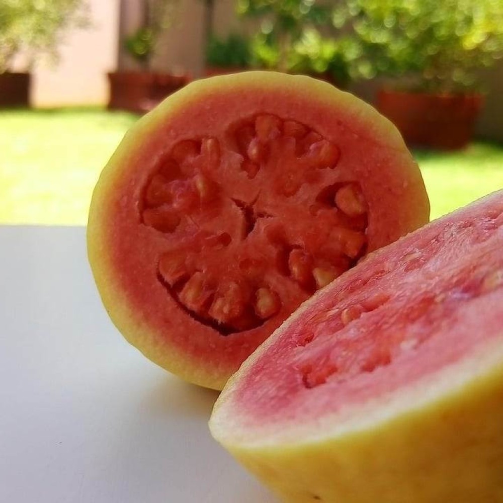 Goiaba é uma fruta versátil, rica em nutrientes e usada na medicina popular