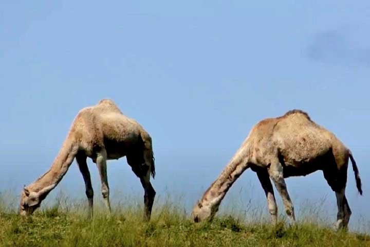 Embora muitas pessoas usem os termos "dromedário" e "camelo" de forma intercambiável, há uma diferença crucial entre eles: o dromedário tem uma única corcova, enquanto o camelo possui duas.