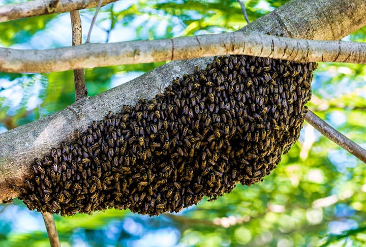 As abelhas vivem em grupos e desempenham atividades que impactam a natureza de diferentes formas.