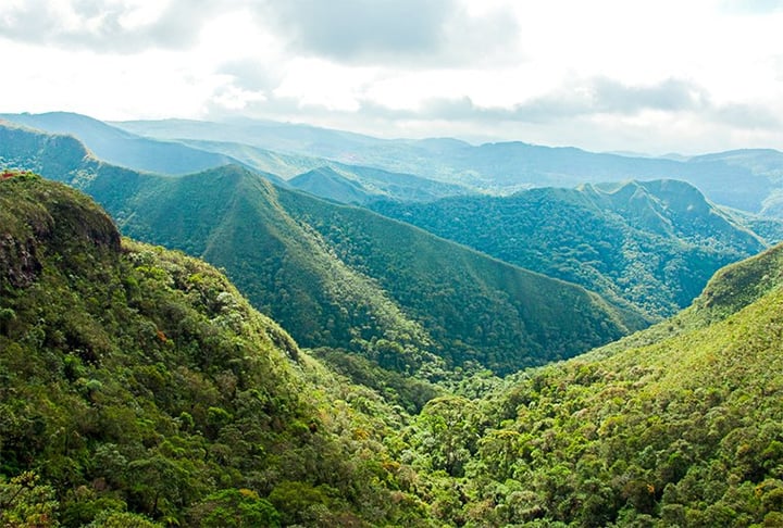 Na Mata Atlântica, por exemplo, 90% das espécies vegetais são polinizados por abelhas.