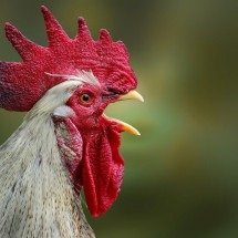 Animais que têm cristas: surpreenda-se com as variedades - Imagem de Andreas Neumann por Pixabay