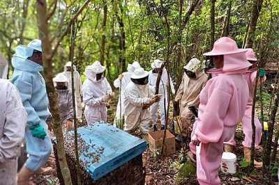 A redução no número de abelhas preocupa ambientalistas e produtores rurais em todo o mundo.Mais da metade dos cultivos do planeta dependem da polinização de abelhas e outros insetos, de acordo com o site New Scientist.  -  (crédito: Prefeitura de Barra do Rio Azul)