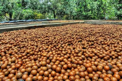 Uma das nozes mais usadas no mundo, a macadâmia é uma oleaginosa rica em nutrientes que contribuem para a saúde de diversas maneiras. Ela possui um perfil nutricional impressionante, com alto teor de fibras, proteínas e vitaminas. -  (crédito:  Flickr  Terry Pridemore)