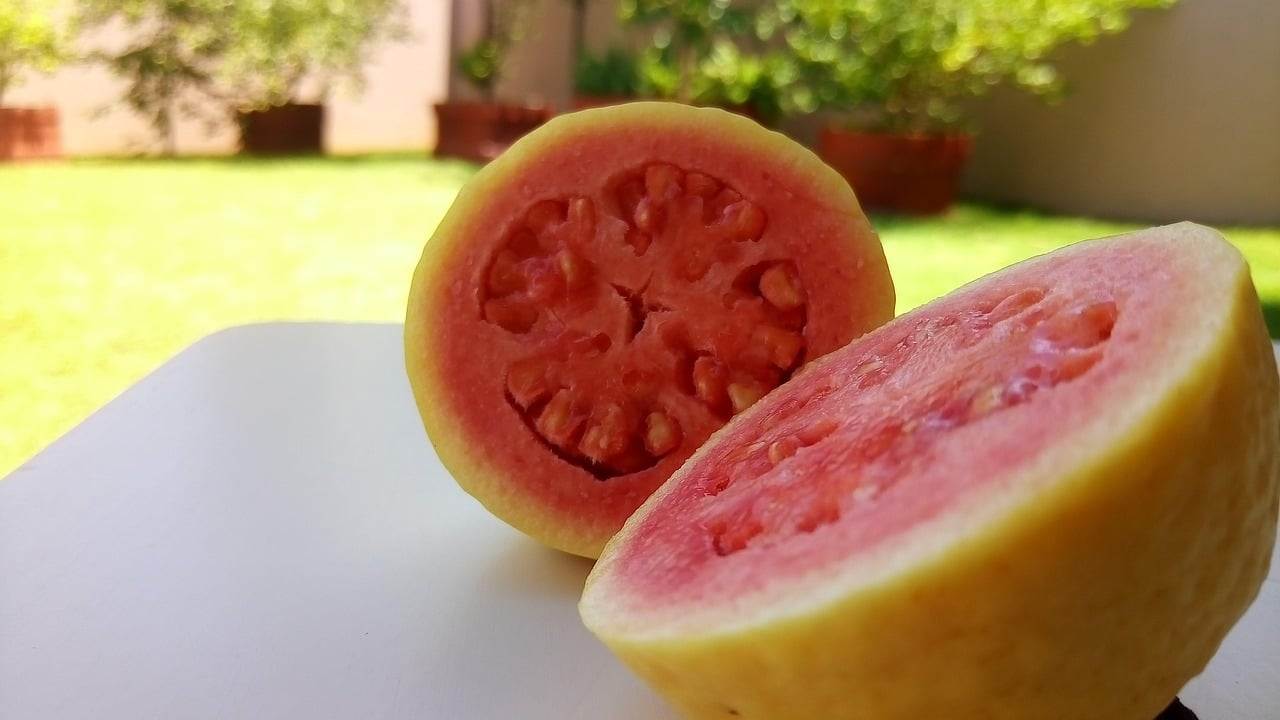Rica em vitaminas e nutrientes, a goiaba é uma fruta versátil, que pode aparecer em receitas doces e salgadas e até mesmo substituir o tomate no preparo de molhos. Tradicional no Brasil, ela pode gerar empregos e mover a economia rural, ainda mais com a goiabada. -  (crédito: Imagem de Jose Paulo por Pixabay

)