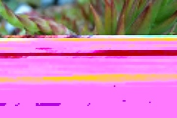 Exótica e nutritiva, a pitaya, também conhecida como fruta do dragão, tem um estilo de plantação mais simples do que parece. Com isso, qualquer pessoa pode se aventurar a desenvolver esse fruto, que traz diversos benefícios à saúde, em suas respectivas residências.  -  (crédito: Pixabay)