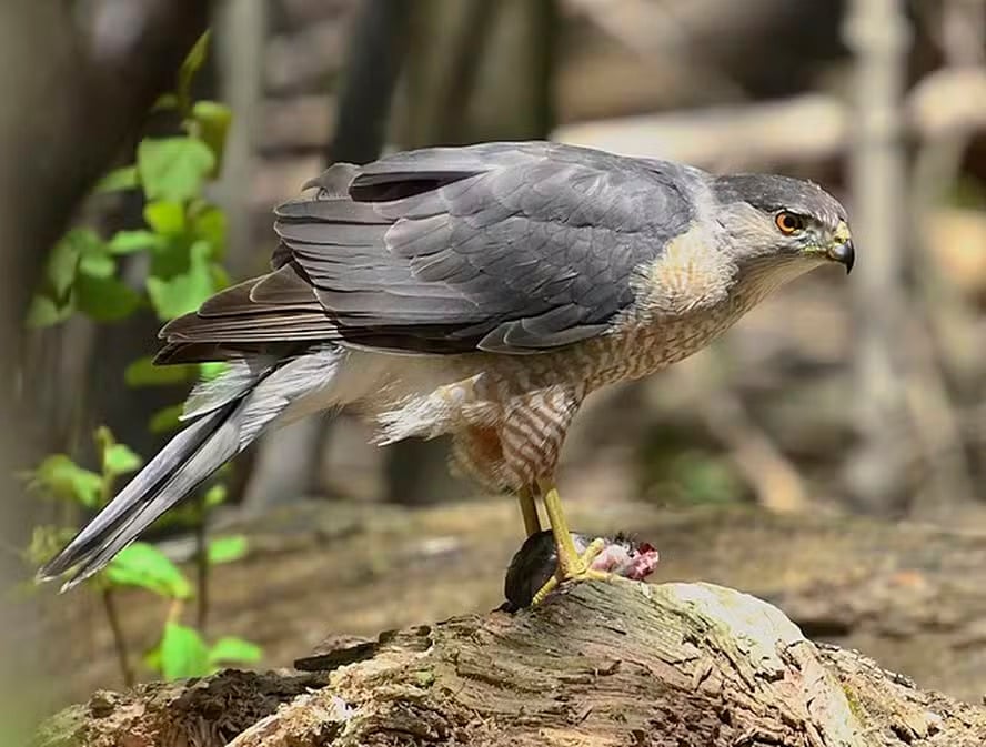 Inteligência animal: pesquisador descobre gavião que usa sinal de trânsito para capturar presas