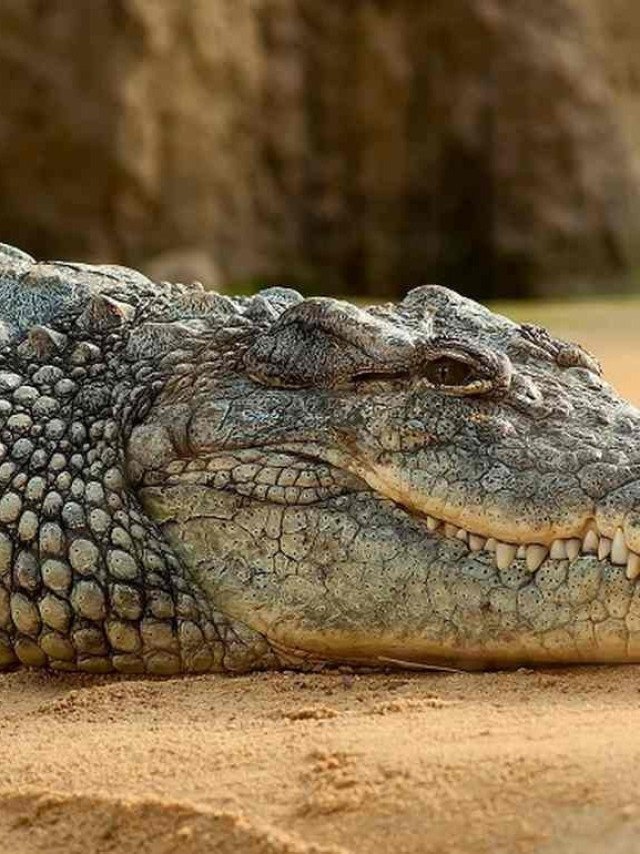 Curiosidades horripilantes sobre crocodilos