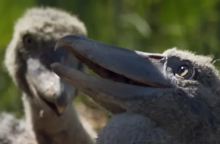 O primeiro a nascer geralmente luta contra os mais novos por comida e pode até matá-los para garantir que seja o único a ganhar comida.