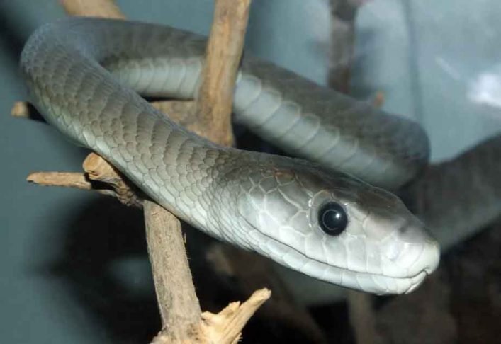 Usando amostras do sangue de Friede, cientistas criaram um antídoto experimental que, em testes com camundongos, neutralizou o veneno de 19 espécies de cobras altamente letais.