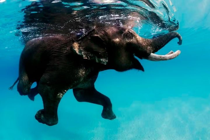 Mesmo animais aparentemente inofensivos já causaram momentos de perigo. Durante uma expedição na Índia, um elefante indiano, conhecido por nadar, acabou sendo surpreendido por uma onda e caiu por cima do brasileiro. "Achei que ia morrer ali", relembrou.