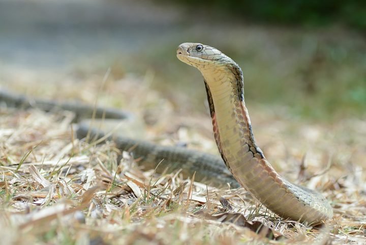 Cobra-real (Sudeste Asiático e Índia): A Cobra-real tem um veneno capaz de causar necrose, visão turva, tontura e paralisia. A taxa de mortalidade pode chegar a 30%, mesmo com antídoto;