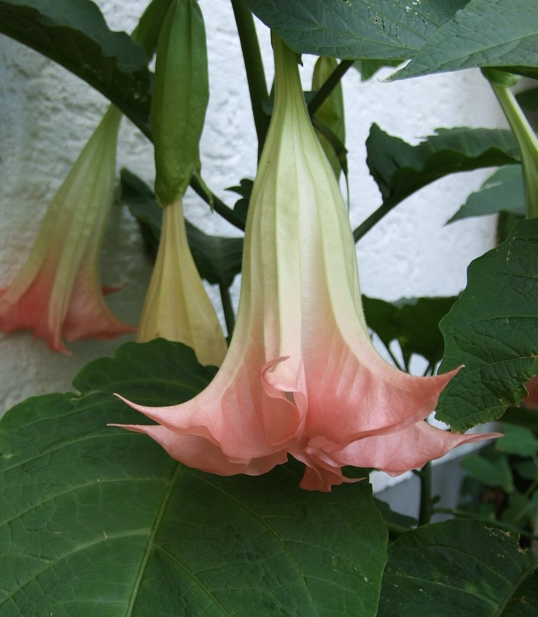 Trombeta-de-anjo (Brugmansia spp.): Nativa da América do Sul, é cultivada em várias regiões tropicais. Suas flores contêm escopolamina e atropina, que podem causar delírios e parada cardíaca.
