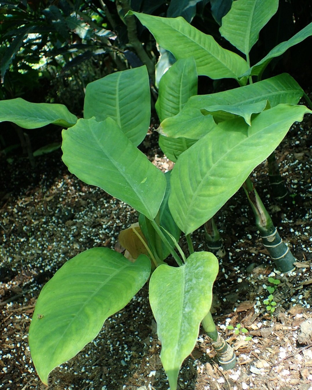 Atenção: essas plantas podem causar intoxicação