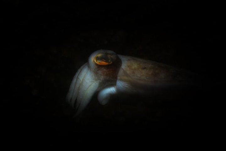 Daniel também já fotografou lulas gigantes canibais do Pacífico. Para isso, ele precisou descer amarrado a uma corda.