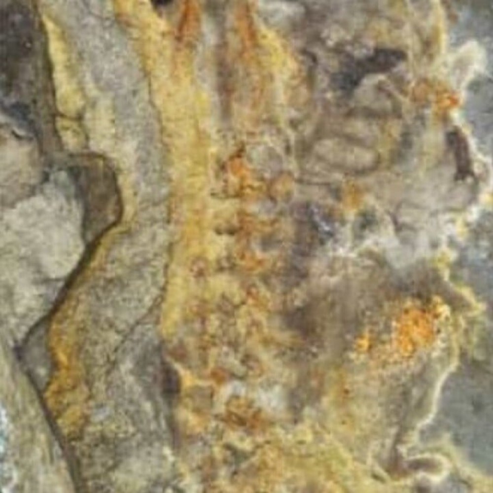 Sapo, perereca ou rã? Fóssil de anfíbio gigante é descoberto na argentina