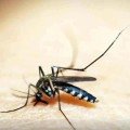 mosquito Aedes aegypti