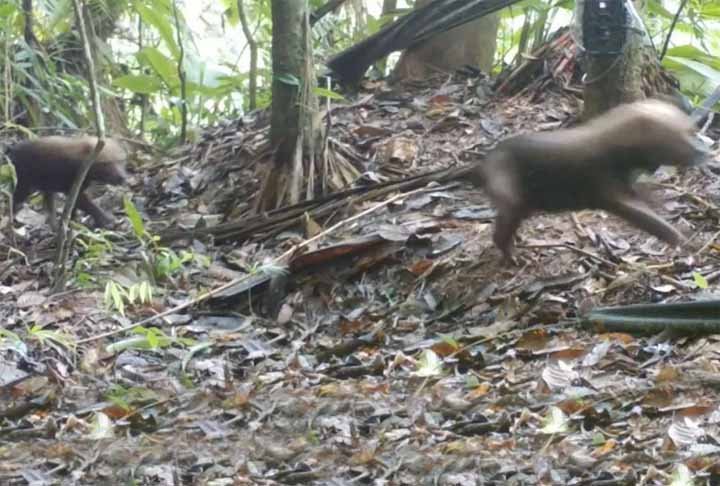 Os registros animam ambientalistas do Instituto Chico Mendes de Conservação e Biodiversidade (ICMBio), já que essa espécie é considerada com risco de extinção. 