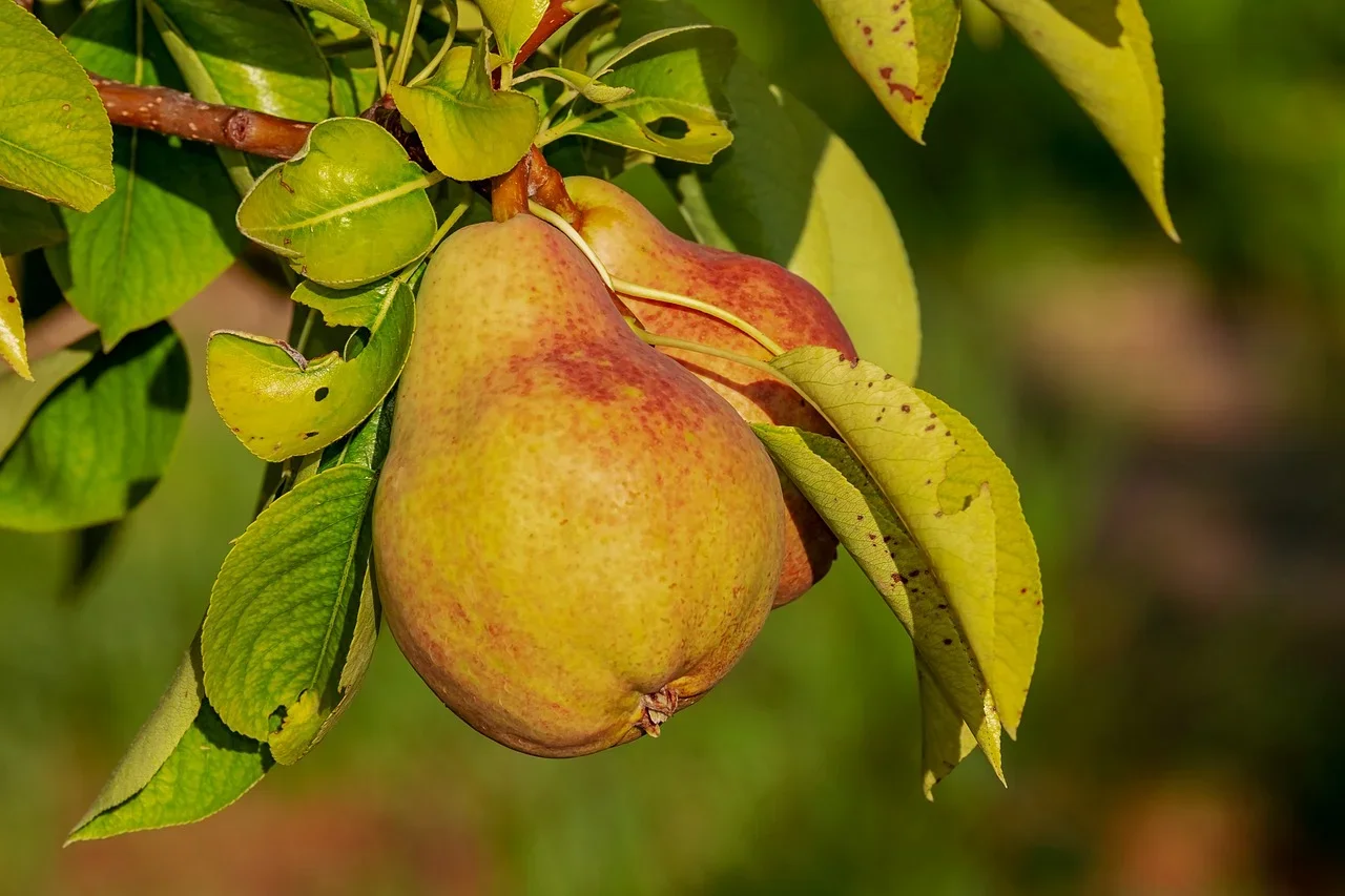 Saborosa e fibrosa: pera é nutritiva e sacia na dieta - PIXABAY