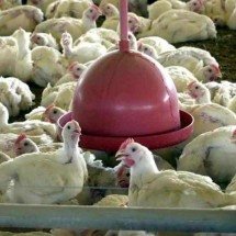 Cemig terá que indenizar granja por aves mortas devido a quedas de energia  - Ag&ecirc;ncia Brasil/Reprodu&ccedil;&atilde;o 