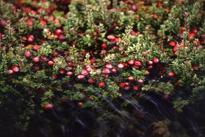 Embora muitas frutas sejam conhecidas por seu sabor azedo, isso não significa que sejam difíceis de consumir. Com preparo adequado, é possível suavizar a acidez e realçar seus aromas e nutrientes.  -  (crédito: Keith Weller  wikimedia commons)
