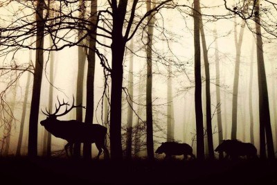 O reino animal é cheio de surpresas. Veja algumas curiosidades incríveis.  -  (crédito: pixabay)
