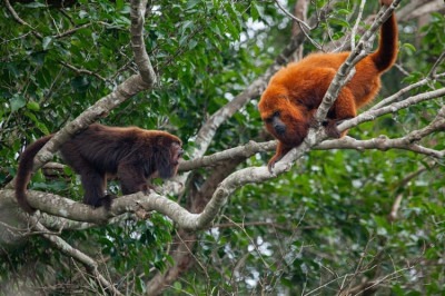 260 anos após sumirem das florestas da Ilha de Santa Catarina, bugios-ruivos (Alouatta guariba) voltaram a ser vistos no habitat.  Eles tinham desaparecido por causa do desmatamento e da caça ilegal.  -  (crédito: Divulgação Gustavo Fonseca - Instituto Fauna Brasil )
