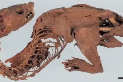 Pesquisadores afirmam ter solucionado o enigma de uma misteriosa criatura mumificada conhecida como "dragão arco-íris", mantida há séculos como uma relíquia no Japão. -  (crédito: Reprodução/Office of the Shosoin Treasure House)