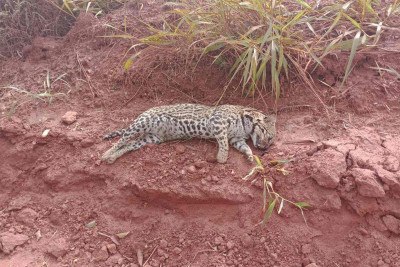 Animal foi encontrado morto em barranco da MG-255 -  (crédito: Redes Sociais/Divulgação)