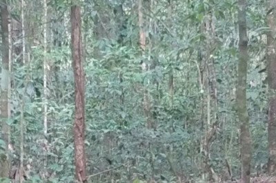Uma matilha de cachorros-vinagre foi flagrada pela primeira vez no Parque Nacional Montanhas do Tumucumaque, em 2024. Câmeras fotográficas registraram os animais ando entre as árvores.  -  (crédito: Foto: Parque Nacional Montanhas do Tumucumaque)