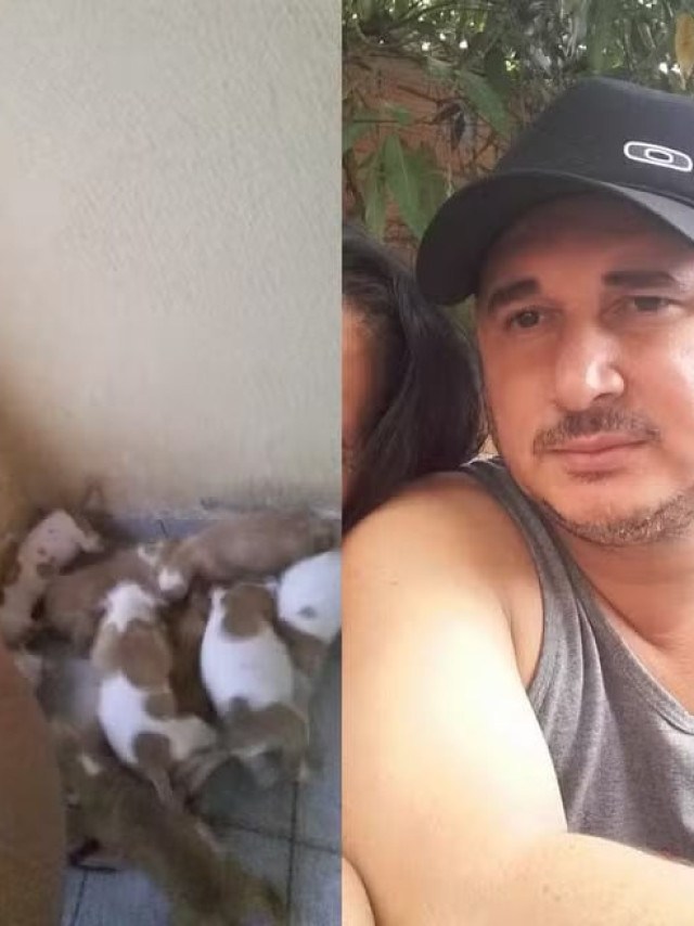 Perigo até para os tutores: homem morre atacado pelo próprio pitbull em campinas