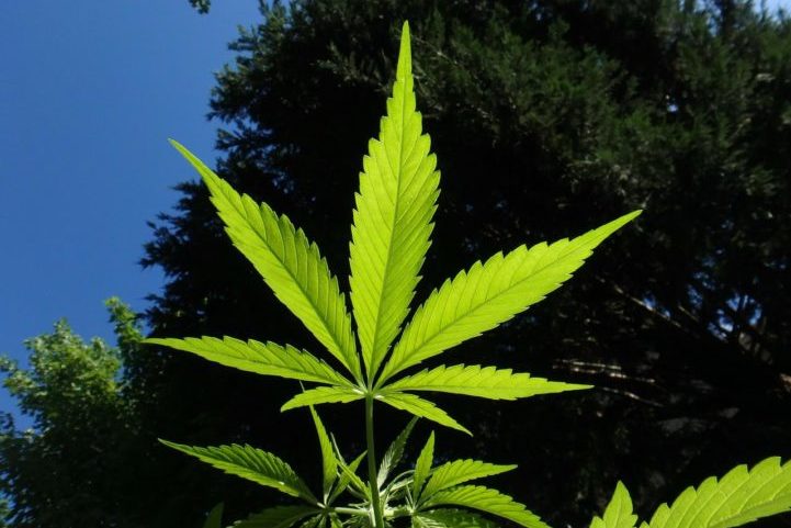 Desde então, passou a ser permitido cultivar a planta dentro de casa para uso pessoal, fazer parte de um clube ou comprar em uma farmácia. 