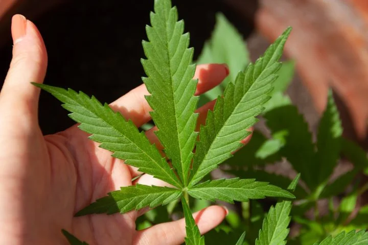 Uruguai: Em dezembro de 2013, o Uruguai se tornou a primeira nação do mundo a autorizar o cultivo, distribuição e consumo da maconha.