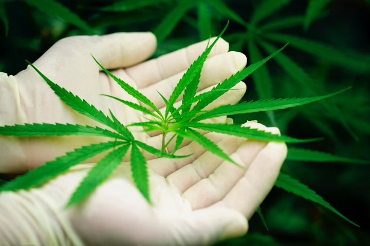 Mas os ministros ressaltaram: . "A determinaÃ§Ã£o, vale frisar, nÃ£o representa que o Supremo esteja legalizando ou liberando o uso de entorpecentes".  Apenas tem efeito legal, jÃ¡ que acima dessa quantidade Ã© considerado trÃ¡fico. 