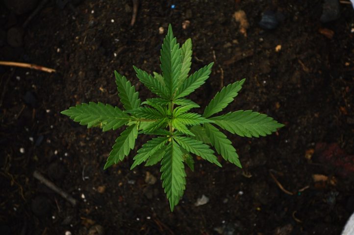Alemanha: No início de 2024, o parlamento aprovou a legalização parcial da maconha no país para maiores de 18 anos. A posse de até 25 gramas passou a ser permitida em locais públicos, enquanto dentro das residências o limite é de 50 gramas. 