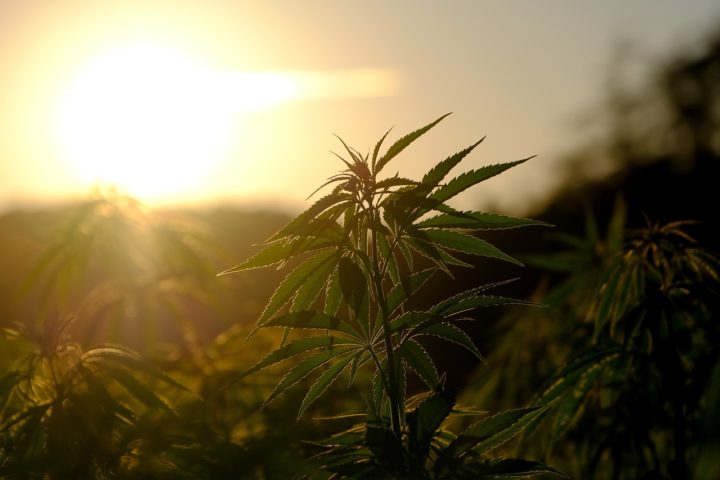 Estados Unidos (alguns estados): a maconha é proibida pela lei federal, mas vários estados como Nova York, Califórnia e Colorado permitem o uso e a comercialização.