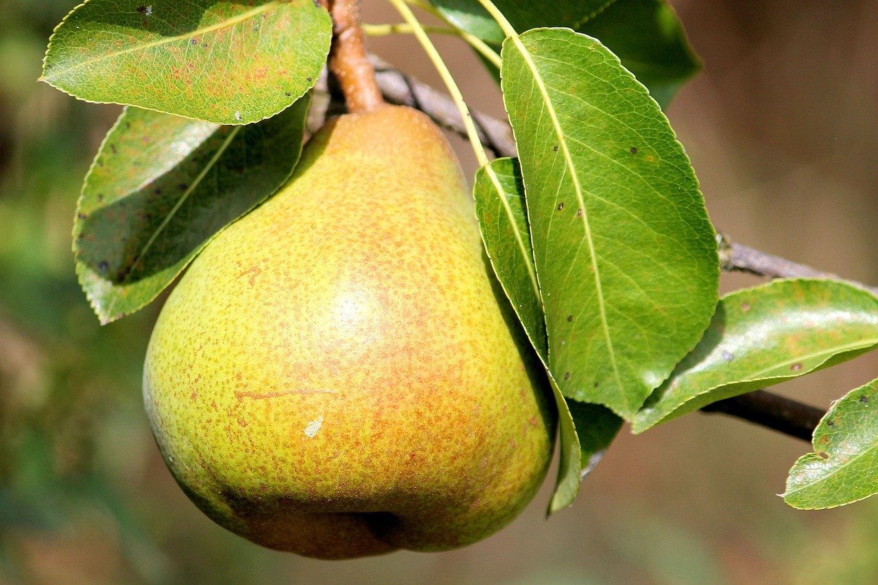 A polpa dessa fruta, então, também varia, podendo ser macia, dura ou até granulosa. As peras asiáticas, que são originárias da China e do Japão, são caracterizadas pela sua textura crocante e sabor adocicado.