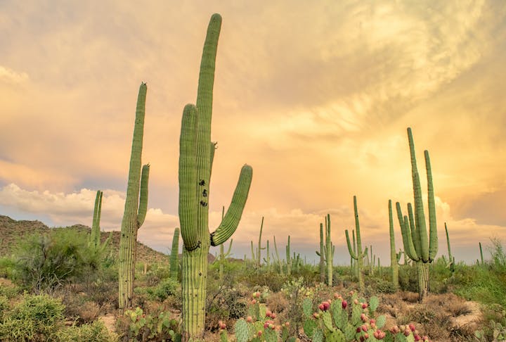 A cidade de Tucson, que será utilizada para o experimento, fica localizada no deserto de Sonora, no estado americano do Arizona. 