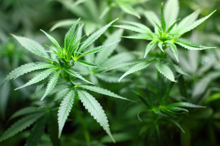Canadá: O primeiro país do G7 a legalizar a maconha para uso recreativo foi o Canadá, em outubro de 2018. A venda é organizada pelas províncias em lojas autorizadas, públicas ou privadas.