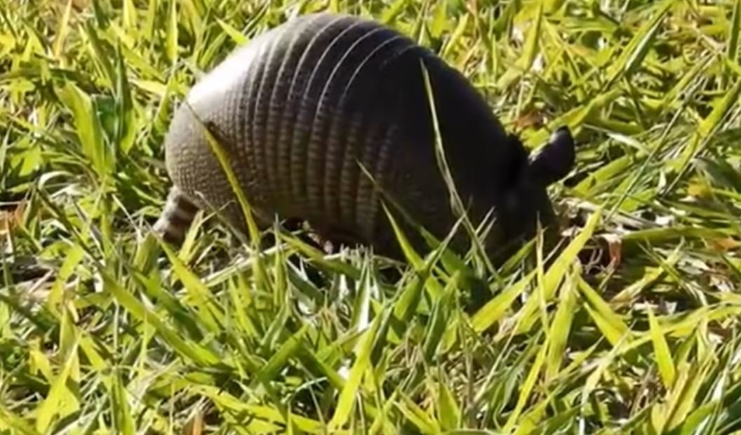 O tatu-canastra, tambÃ©m conhecido como tatuaÃ§u,  Ã© a maior espÃ©cie viva de tatu,  habita a AmÃ©rica Latina e tem cerca de 1 metro de comprimento . Esta espÃ©cie tambÃ©m estÃ¡ sob risco de extinÃ§Ã£o por causa da caÃ§a ilegal